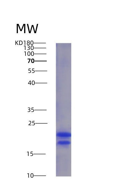 SDS-PAGE analysis of Human VEGFA (Vascular Endothelial Growth Factor A, Long Form) - Recombinant Protein, CATHuman VEGFA (Vascular Endothelial Growth Factor A, Long Form) - Recombinant Protein