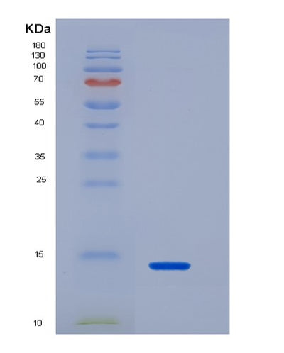 SDS-PAGE analysis of Human IL33 (Interleukin-33) - Recombinant Protein, CAT# BLT-01508P, showing >95% purity under 15% SDS-PAGE (Reduced)Human IL33 (Interleukin-33) - Recombinant Protein