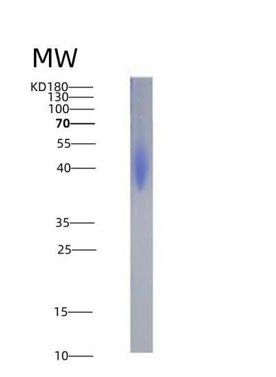SDS-PAGE analysis of Human PDCD1LG2 (Programmed Cell Death 1 Ligand 2) - Recombinant Protein, CAT# BLT-02180P, showing >95% purity under 15% SDS-PAGE (Reduced)Human PDCD1LG2 (Programmed Cell Death 1 Ligand 2) - Recombinant Protein