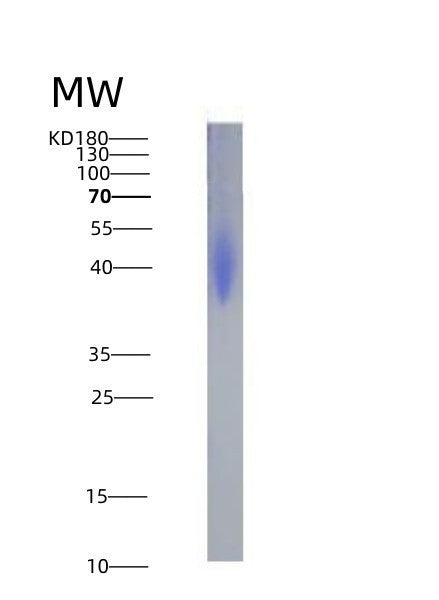 SDS-PAGE analysis of Human PDCD1LG2 (Programmed Cell Death 1 Ligand 2) - Recombinant Protein, CATHuman PDCD1LG2 (Programmed Cell Death 1 Ligand 2) - Recombinant Protein