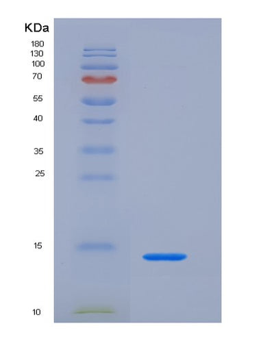 SDS-PAGE analysis of Human TFF1 (Trefoil Factor 1) - Recombinant Protein, CAT# BLT-03012P, showing >95% purity under 15% SDS-PAGE (Reduced)Human TFF1 (Trefoil Factor 1) - Recombinant Protein