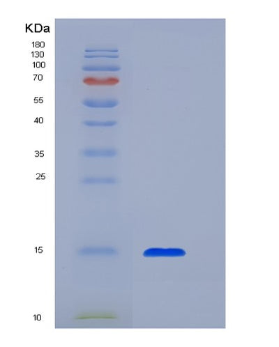 SDS-PAGE analysis of Human TGFB1 (Transforming Growth Factor Beta-1 Proprotein) - Recombinant Protein, CAT# BLT-03016P, showing >95% purity under 15% SDS-PAGE (Reduced)Human TGFB1 (Transforming Growth Factor Beta-1 Proprotein) - Recombinant Protein