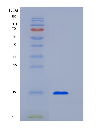 SDS-PAGE analysis of Human TGFB1 (Transforming Growth Factor Beta-1 Proprotein) - Recombinant Protein, CATHuman TGFB1 (Transforming Growth Factor Beta-1 Proprotein) - Recombinant Protein