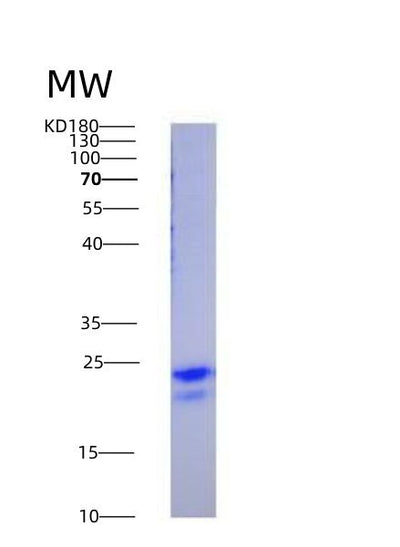 SDS-PAGE analysis of Human VEGFA (Vascular Endothelial Growth Factor A, Long Form) - Recombinant Protein, CAT# BLT-03285P, showing >95% purity under 15% SDS-PAGE (Reduced)Human VEGFA (Vascular Endothelial Growth Factor A, Long Form) - Recombinant Protein