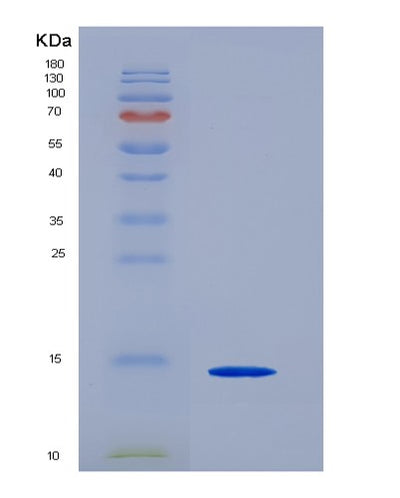 SDS-PAGE analysis of Human CD44 (Cd44 Antigen) - Recombinant Protein, CAT# BLT-07203P, showing >95% purity under 15% SDS-PAGE (Reduced)Human CD44 (Cd44 Antigen) - Recombinant Protein