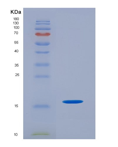 SDS-PAGE analysis of Human CD3E (T-Cell Surface Glycoprotein Cd3 Epsilon Chain) - Recombinant Protein, CATHuman CD3E (T-Cell Surface Glycoprotein Cd3 Epsilon Chain) - Recombinant Protein