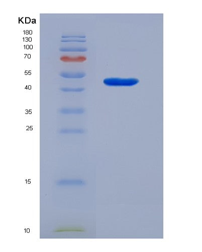 SDS-PAGE analysis of Human CD14 (Monocyte Differentiation Antigen Cd14) - Recombinant Protein, CATHuman CD14 (Monocyte Differentiation Antigen Cd14) - Recombinant Protein