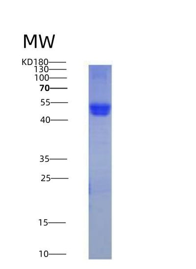 SDS-PAGE analysis of Human CD14 (Monocyte Differentiation Antigen Cd14) - Recombinant Protein, CAT# BLT-05034P, showing >90% purity under 15% SDS-PAGE (Reduced)Human CD14 (Monocyte Differentiation Antigen Cd14) - Recombinant Protein