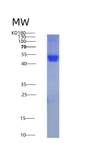 SDS-PAGE analysis of Human CD14 (Monocyte Differentiation Antigen Cd14) - Recombinant Protein, CATHuman CD14 (Monocyte Differentiation Antigen Cd14) - Recombinant Protein