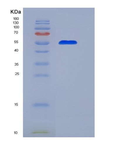 SDS-PAGE analysis of Human CD55 (Complement Decay-Accelerating Factor) - Recombinant Protein, CAT# BLT-03652P, showing >95% purity under 15% SDS-PAGE (Reduced)Human CD55 (Complement Decay-Accelerating Factor) - Recombinant Protein