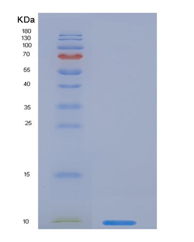 SDS-PAGE analysis of Human EGF (Pro-Epidermal Growth Factor) - Recombinant Protein, CAT# BLT-03613P, showing >95% purity under 15% SDS-PAGE (Reduced)Human EGF (Pro-Epidermal Growth Factor) - Recombinant Protein