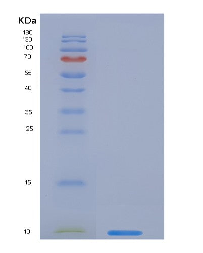 SDS-PAGE analysis of Human EGF (Pro-Epidermal Growth Factor) - Recombinant Protein, CATHuman EGF (Pro-Epidermal Growth Factor) - Recombinant Protein