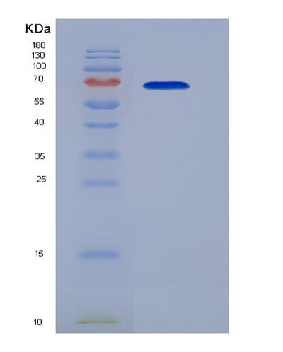 SDS-PAGE analysis of Mouse Hspa1b (Heat Shock 70 Kda Protein 1B) - Recombinant Protein, CAT# BLT-07205P, showing >90% purity under 15% SDS-PAGE (Reduced)Mouse Hspa1b (Heat Shock 70 Kda Protein 1B) - Recombinant Protein