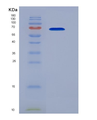SDS-PAGE analysis of Mouse Hspa1b (Heat Shock 70 Kda Protein 1B) - Recombinant Protein, CATMouse Hspa1b (Heat Shock 70 Kda Protein 1B) - Recombinant Protein