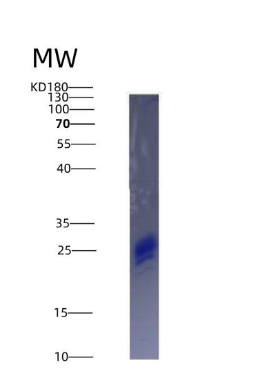 SDS-PAGE analysis of Human IL7 (Interleukin-7) - Recombinant Protein, CAT# BLT-04722P, showing >90% purity under 15% SDS-PAGE (Reduced)Human IL7 (Interleukin-7) - Recombinant Protein