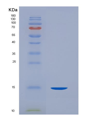 SDS-PAGE analysis of Human CD99 (Cd99 Antigen) - Recombinant Protein, CAT# BLT-03792P, showing >90% purity under 15% SDS-PAGE (Reduced)Human CD99 (Cd99 Antigen) - Recombinant Protein