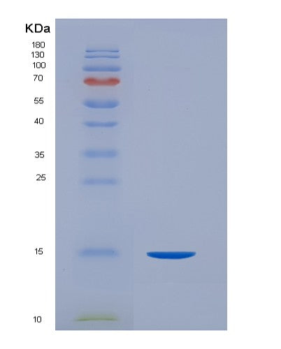SDS-PAGE analysis of Human CD99 (Cd99 Antigen) - Recombinant Protein, CATHuman CD99 (Cd99 Antigen) - Recombinant Protein