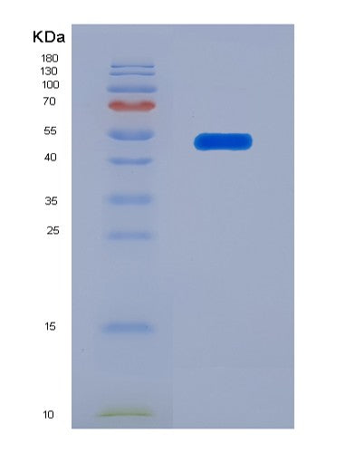 SDS-PAGE analysis of Mouse Bsg (Basigin) - Recombinant Protein, CATMouse Bsg (Basigin) - Recombinant Protein