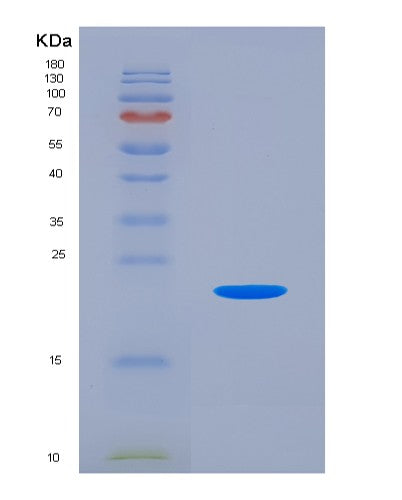 SDS-PAGE analysis of Mouse Csf2 (Granulocyte-Macrophage Colony-Stimulating Factor) - Recombinant Protein, CATMouse Csf2 (Granulocyte-Macrophage Colony-Stimulating Factor) - Recombinant Protein