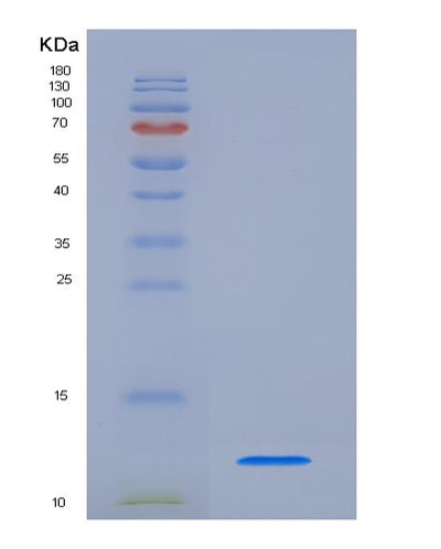 SDS-PAGE analysis of Mouse Cxcl1 (Growth-Regulated Alpha Protein) - Recombinant Protein, CAT# BLT-04035P, showing >95% purity under 15% SDS-PAGE (Reduced)Mouse Cxcl1 (Growth-Regulated Alpha Protein) - Recombinant Protein