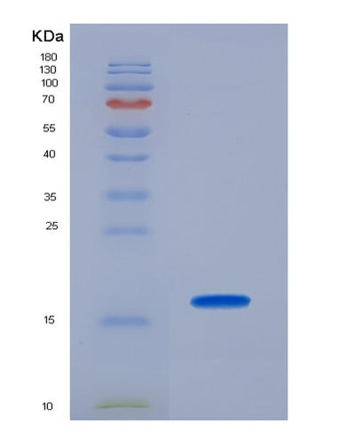 SDS-PAGE analysis of Mouse Pdgfa (Platelet-Derived Growth Factor Subunit A) - Recombinant Protein, CAT# BLT-04658P, showing >95% purity under 15% SDS-PAGE (Reduced)Mouse Pdgfa (Platelet-Derived Growth Factor Subunit A) - Recombinant Protein