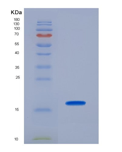 SDS-PAGE analysis of Mouse Pdgfa (Platelet-Derived Growth Factor Subunit A) - Recombinant Protein, CATMouse Pdgfa (Platelet-Derived Growth Factor Subunit A) - Recombinant Protein
