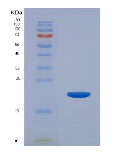 SDS-PAGE analysis of Mouse Il22 (Interleukin-22) - Recombinant Protein, CATMouse Il22 (Interleukin-22) - Recombinant Protein