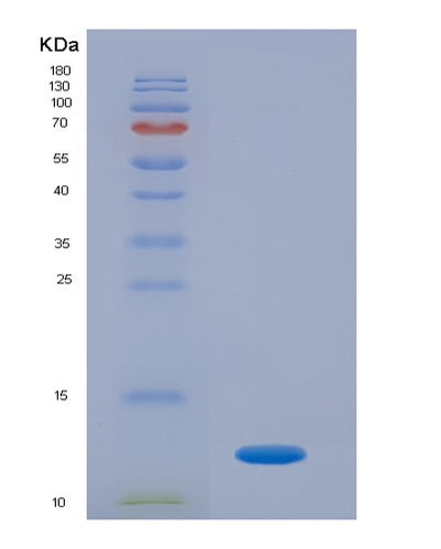 SDS-PAGE analysis of Human PRG4 (Proteoglycan 4) - Recombinant Protein, CAT# BLT-07231P, showing >90% purity under 15% SDS-PAGE (Reduced)Human PRG4 (Proteoglycan 4) - Recombinant Protein