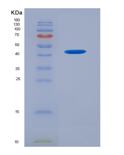 SDS-PAGE analysis of Mouse Il33 (Interleukin-33) - Recombinant Protein, CAT# BLT-04139P, showing >95% purity under 15% SDS-PAGE (Reduced)Mouse Il33 (Interleukin-33) - Recombinant Protein