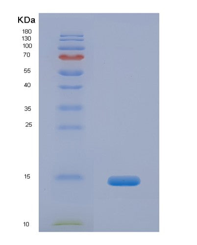 SDS-PAGE analysis of Human GLG1 (Golgi Apparatus Protein 1) - Recombinant Protein, CATHuman GLG1 (Golgi Apparatus Protein 1) - Recombinant Protein