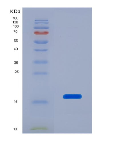 SDS-PAGE analysis of Human FNDC5 (Fibronectin Type Iii Domain-Containing Protein 5) - Recombinant Protein, CAT# BLT-07245P, showing >90% purity under 15% SDS-PAGE (Reduced)Human FNDC5 (Fibronectin Type Iii Domain-Containing Protein 5) - Recombinant Protein