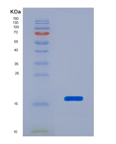 SDS-PAGE analysis of Human FNDC5 (Fibronectin Type Iii Domain-Containing Protein 5) - Recombinant Protein, CATHuman FNDC5 (Fibronectin Type Iii Domain-Containing Protein 5) - Recombinant Protein