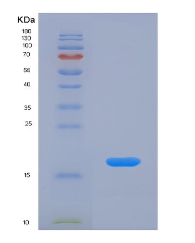 SDS-PAGE analysis of Mouse Il1b (Interleukin-1 Beta) - Recombinant Protein, CAT# BLT-07246P, showing >90% purity under 15% SDS-PAGE (Reduced)Mouse Il1b (Interleukin-1 Beta) - Recombinant Protein