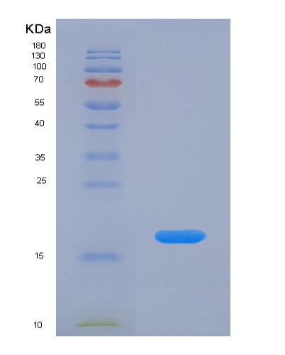 SDS-PAGE analysis of Mouse Il1b (Interleukin-1 Beta) - Recombinant Protein, CATMouse Il1b (Interleukin-1 Beta) - Recombinant Protein