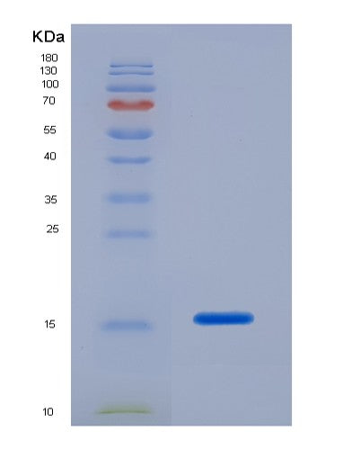 SDS-PAGE analysis of Human CASP7 (Caspase-7) - Recombinant Protein, CATHuman CASP7 (Caspase-7) - Recombinant Protein