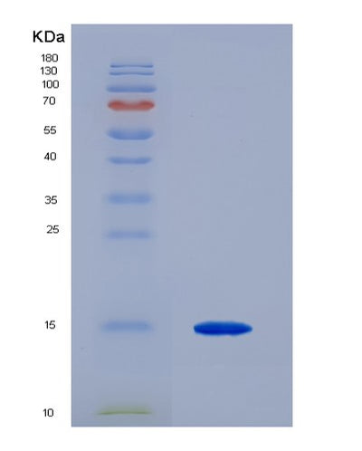 SDS-PAGE analysis of Human TGFB1 (Transforming Growth Factor Beta-1 Proprotein) - Recombinant Protein, CAT# BLT-07259P, showing >90% purity under 15% SDS-PAGE (Reduced)Human TGFB1 (Transforming Growth Factor Beta-1 Proprotein) - Recombinant Protein
