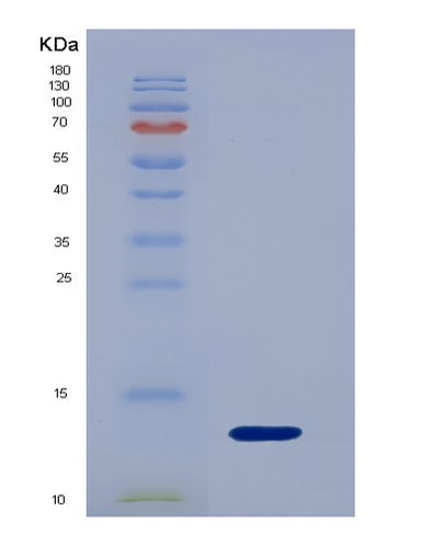 SDS-PAGE analysis of Human IL17F (Interleukin-17F) - Recombinant Protein, CAT# BLT-04346P, showing >95% purity under 15% SDS-PAGE (Reduced)Human IL17F (Interleukin-17F) - Recombinant Protein