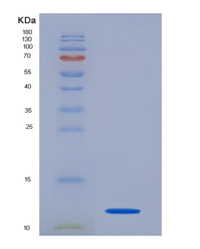 SDS-PAGE analysis of Mouse Cxcl10 (C-X-C Motif Chemokine 10) - Recombinant Protein, CAT# BLT-07265P, showing >90% purity under 15% SDS-PAGE (Reduced)Mouse Cxcl10 (C-X-C Motif Chemokine 10) - Recombinant Protein