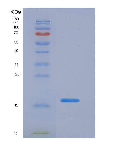 SDS-PAGE analysis of Human APOA1 (Apolipoprotein A-I) - Recombinant Protein, CATHuman APOA1 (Apolipoprotein A-I) - Recombinant Protein
