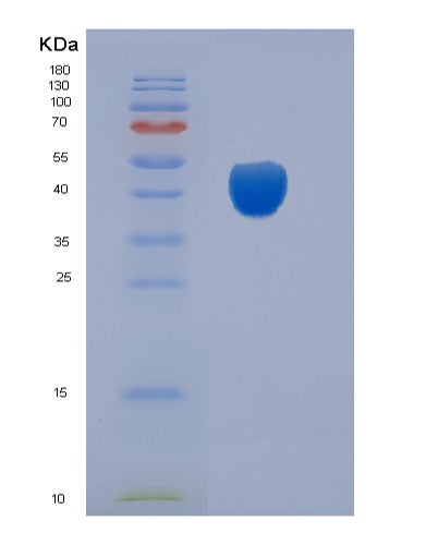 SDS-PAGE analysis of Mouse Cd200 (Ox-2 Membrane Glycoprotein) - Recombinant Protein, CATMouse Cd200 (Ox-2 Membrane Glycoprotein) - Recombinant Protein