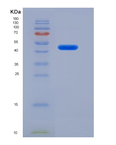 SDS-PAGE analysis of Mouse Serpina3n (Serine Protease Inhibitor A3N) - Recombinant Protein, CATMouse Serpina3n (Serine Protease Inhibitor A3N) - Recombinant Protein
