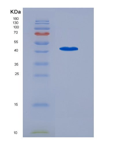 SDS-PAGE analysis of Human AIFM2 (Ferroptosis Suppressor Protein 1) - Recombinant Protein, CATHuman AIFM2 (Ferroptosis Suppressor Protein 1) - Recombinant Protein