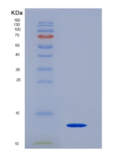SDS-PAGE analysis of Human F2R (Proteinase-Activated Receptor 1) - Recombinant Protein, CATHuman F2R (Proteinase-Activated Receptor 1) - Recombinant Protein