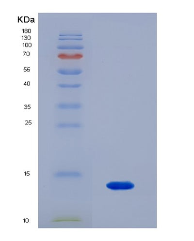 SDS-PAGE analysis of Human F2RL1 (Proteinase-Activated Receptor 2) - Recombinant Protein, CAT# BLT-07305P, showing >90% purity under 15% SDS-PAGE (Reduced)Human F2RL1 (Proteinase-Activated Receptor 2) - Recombinant Protein