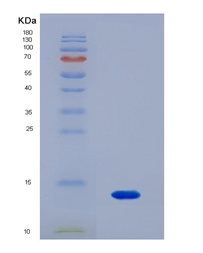 SDS-PAGE analysis of Human F2RL1 (Proteinase-Activated Receptor 2) - Recombinant Protein, CATHuman F2RL1 (Proteinase-Activated Receptor 2) - Recombinant Protein