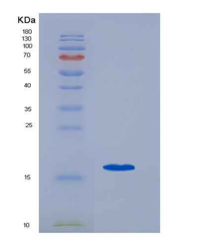 SDS-PAGE analysis of Human CCL21 (C-C Motif Chemokine 21) - Recombinant Protein, CAT# BLT-00443P, showing >90% purity under 15% SDS-PAGE (Reduced)Human CCL21 (C-C Motif Chemokine 21) - Recombinant Protein