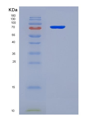 SDS-PAGE analysis of Human HSP90AA1 (Heat Shock Protein Hsp 90-Alpha) - Recombinant Protein, CATHuman HSP90AA1 (Heat Shock Protein Hsp 90-Alpha) - Recombinant Protein