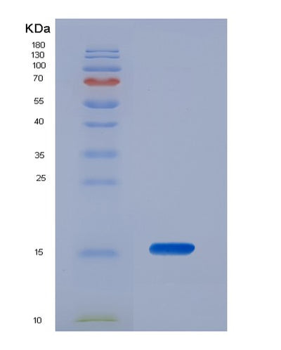 SDS-PAGE analysis of Human MPO (Myeloperoxidase) - Recombinant Protein, CAT# BLT-07342P, showing >90% purity under 15% SDS-PAGE (Reduced)Human MPO (Myeloperoxidase) - Recombinant Protein