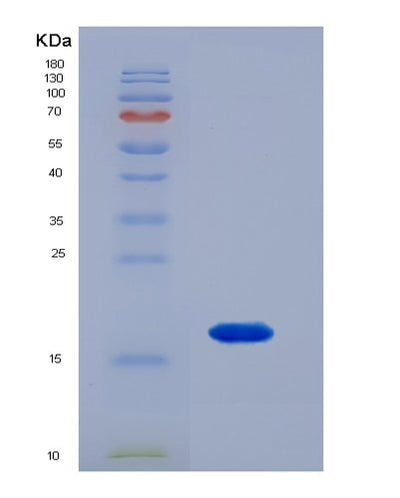 SDS-PAGE analysis of Human SPRR1A (Cornifin-A) - Recombinant Protein, CAT# BLT-07347P, showing >90% purity under 15% SDS-PAGE (Reduced)Human SPRR1A (Cornifin-A) - Recombinant Protein