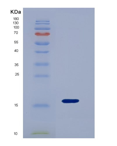 SDS-PAGE analysis of Mouse Lgals9 (Galectin-9) - Recombinant Protein, CATMouse Lgals9 (Galectin-9) - Recombinant Protein